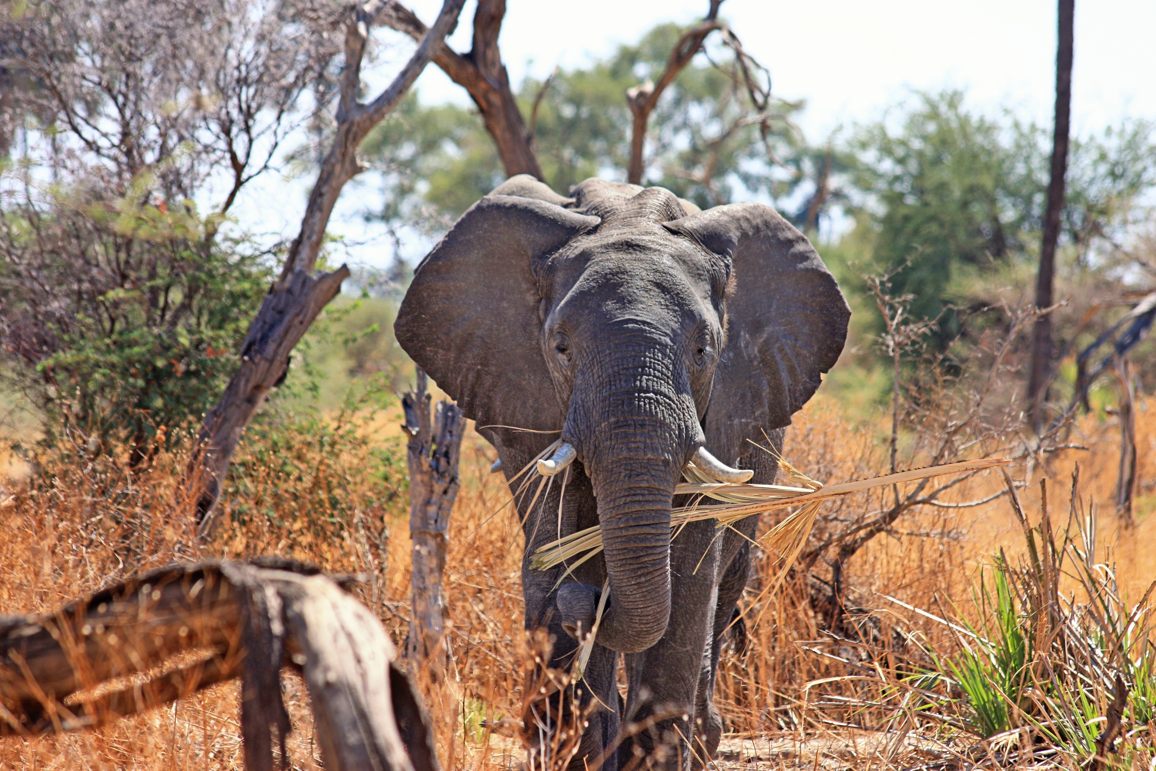 elephant eating grass in savanna