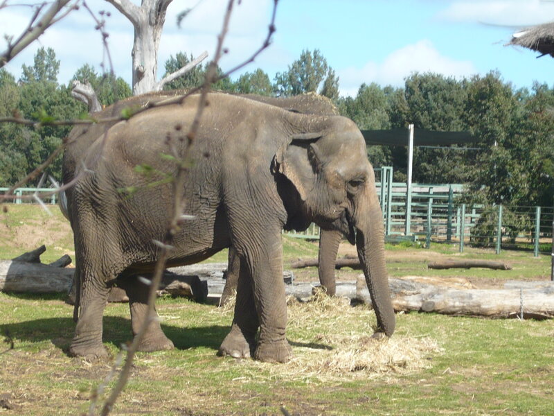 Elephant Eating Hay — Green