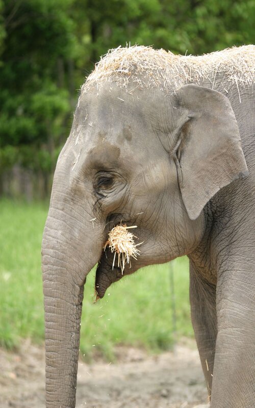 elephant eating hay