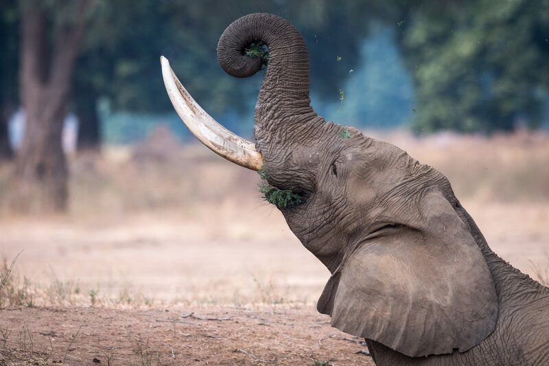 Elephant Eating Leaves — Brown