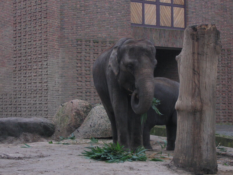 Elephant Eating Leaves — Gray