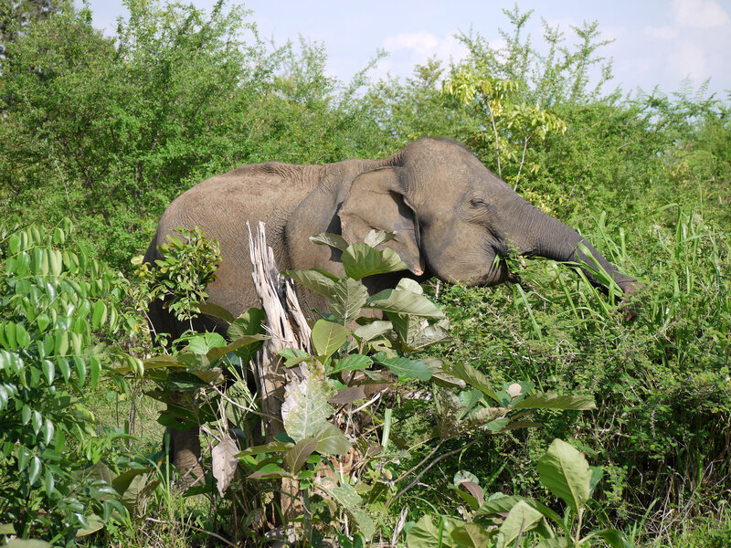 Elephant Eating Leaves — Green, Calm, Afternoon