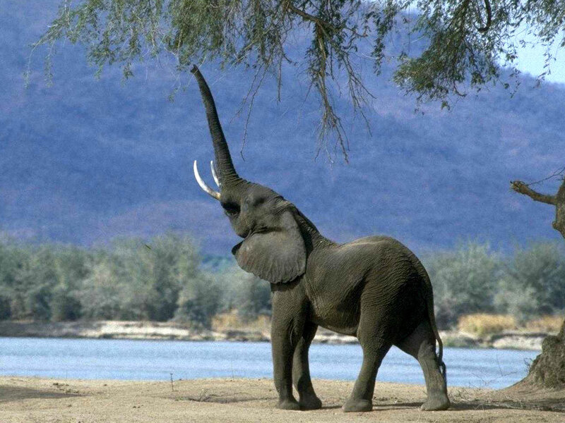 Elephant Eating Leaves — Green, Calm