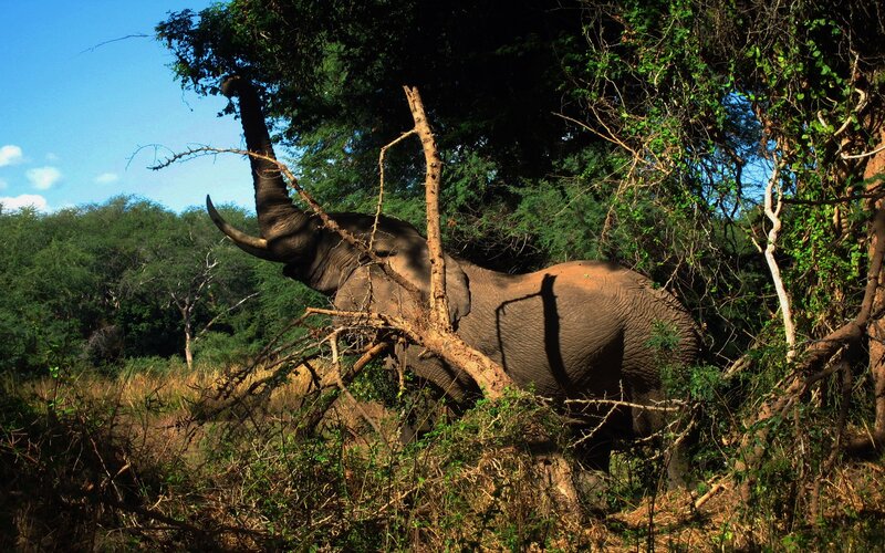 Elephant Eating Leaves — Green