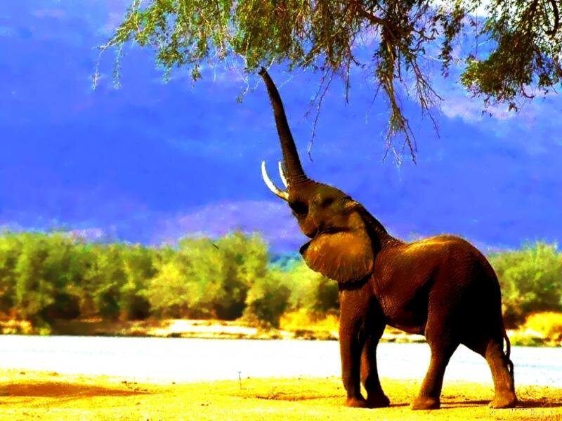 Elephant Eating Leaves