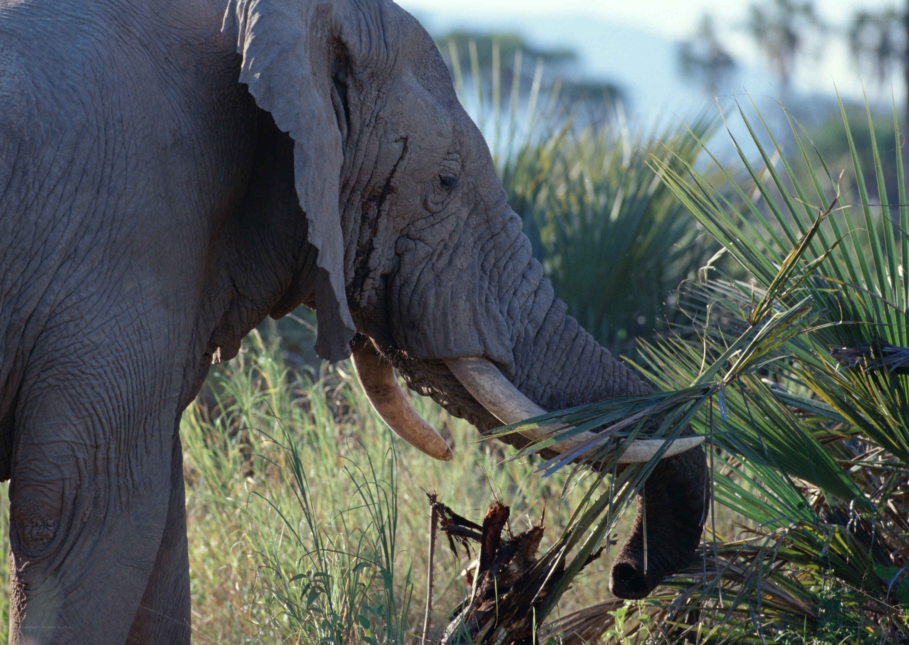 Elephant eating palm leaves
