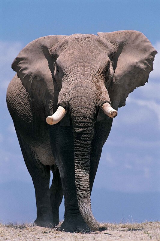 elephant facing camera