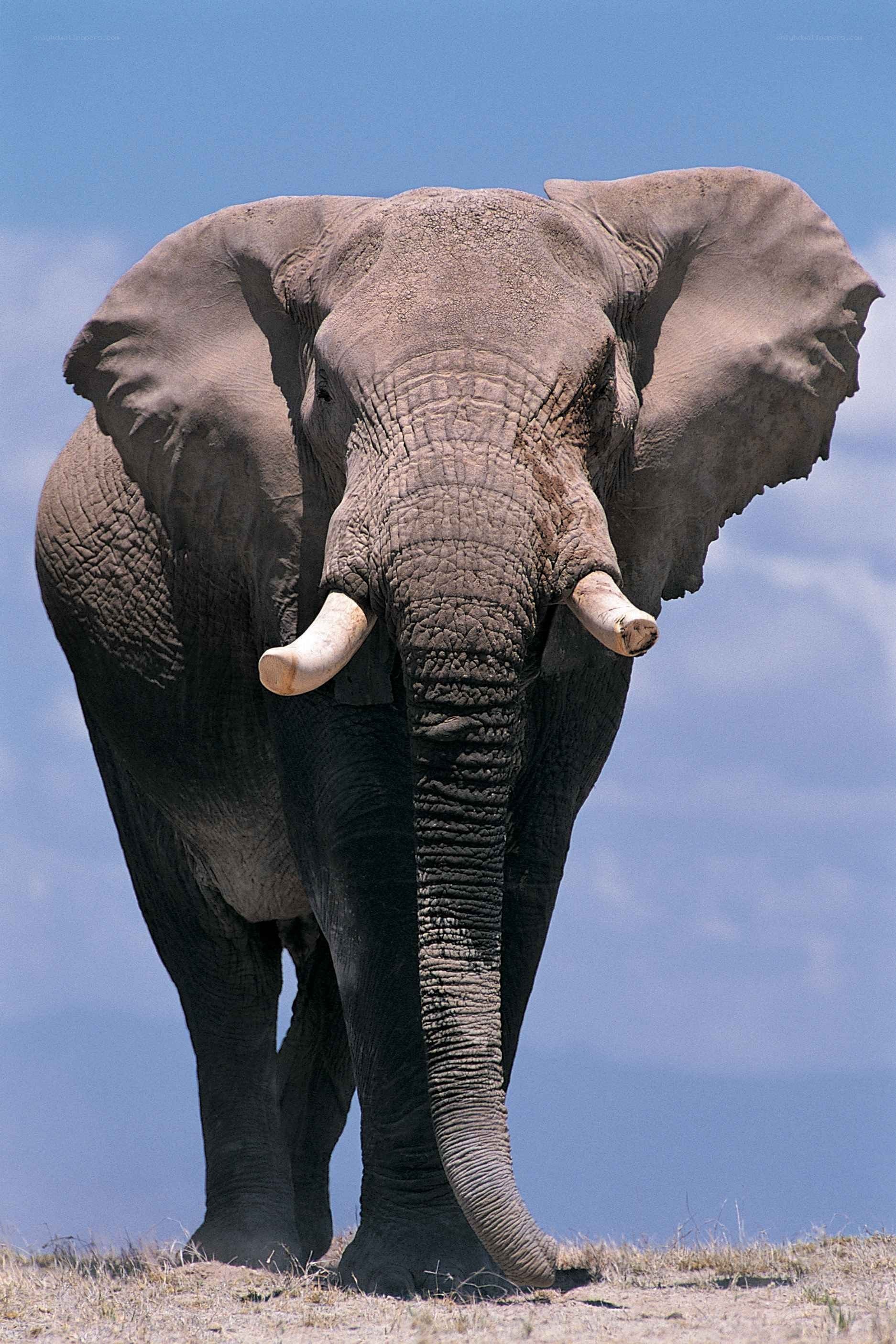 elephant facing camera