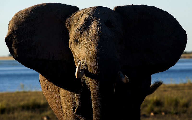 Elephant Facing Forward