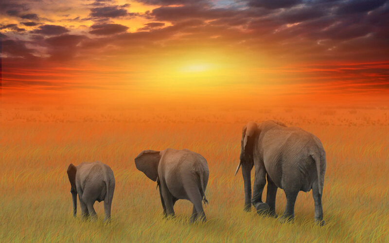 elephant family at sunset