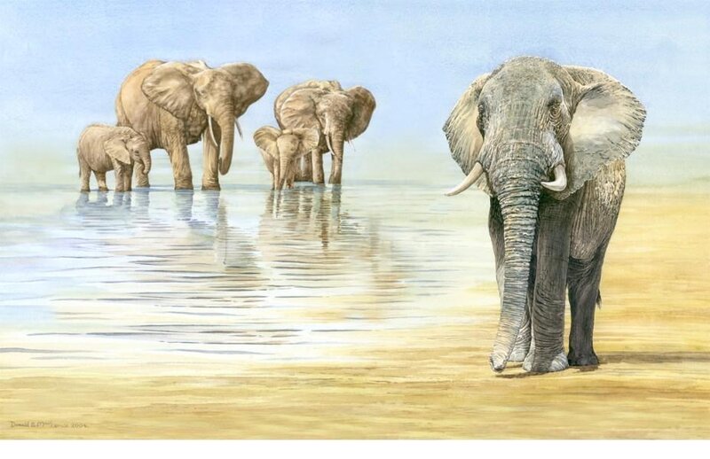 Elephant Family at Water — Blue