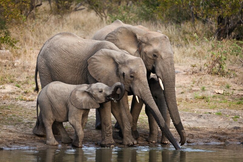 Elephant Family at Water — Gray, Calm