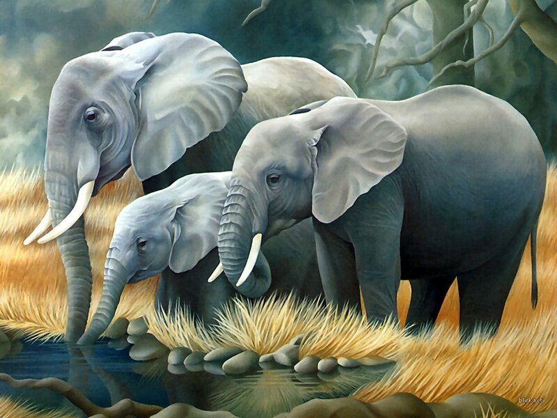 Elephant family at waterhole