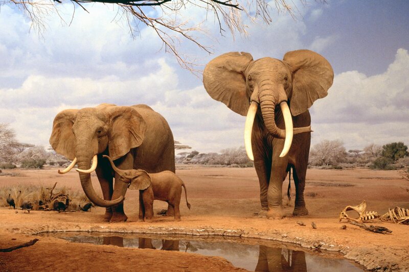 Elephant family at watering hole