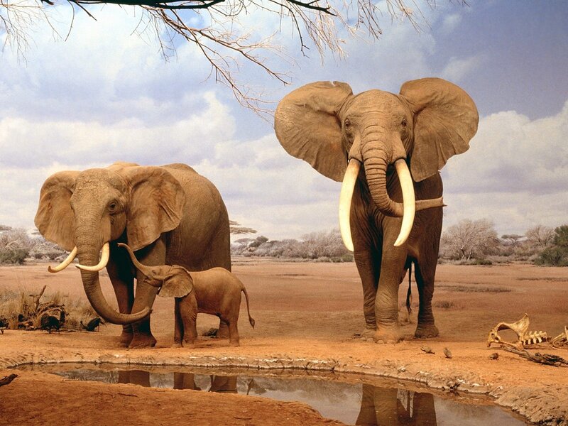 Elephant family at watering hole