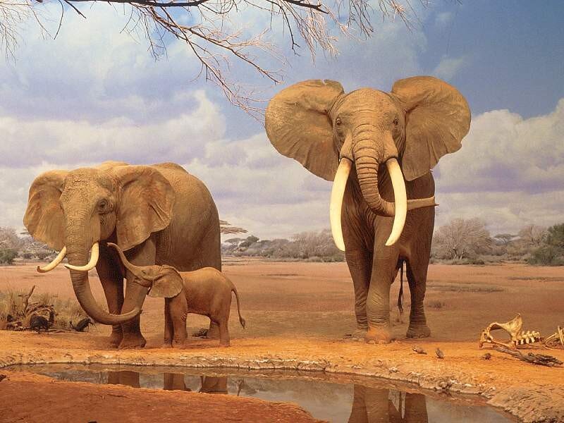 Elephant Family at Watering Hole — Brown, Natural, Afternoon, Photograph