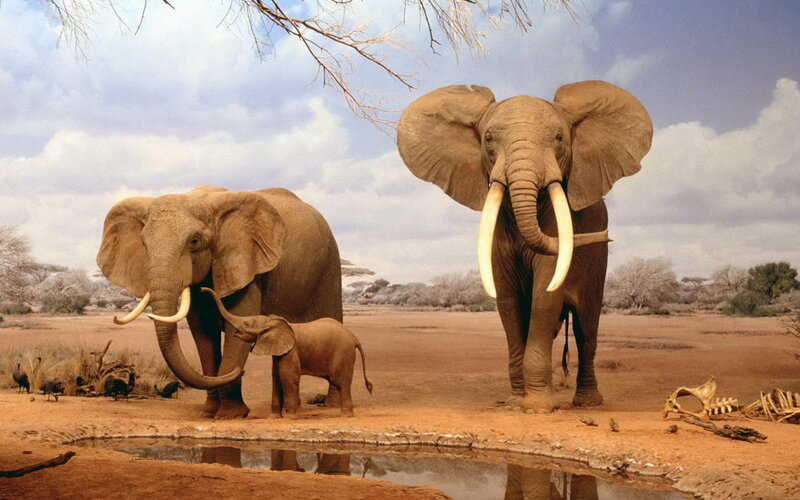 Elephant Family at Watering Hole — Brown, Serene, Afternoon