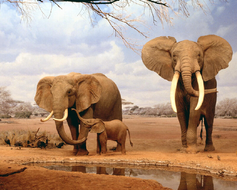 Elephant family at watering hole