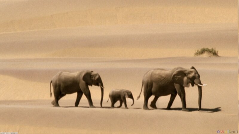 Elephant Family in Desert