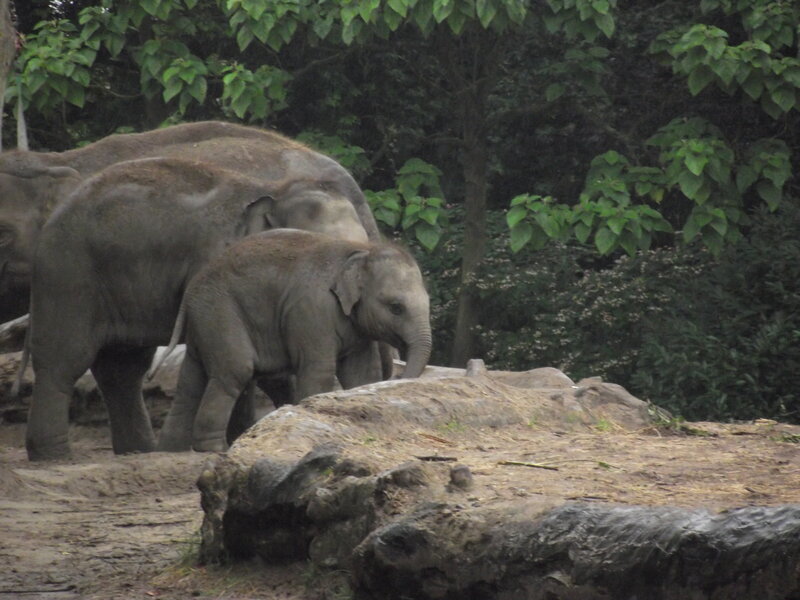 Elephant Family in Enclosure — Gray