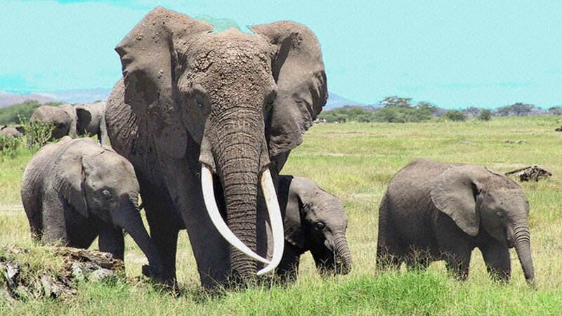 Elephant Family in Field — Green, Serene
