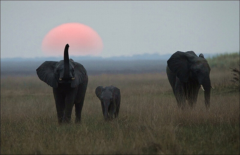 Elephant Family in Field