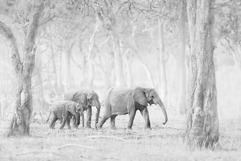Elephant Family in Forest — Black