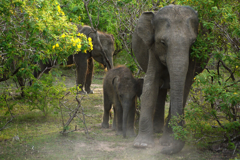 Elephant Family in Forest