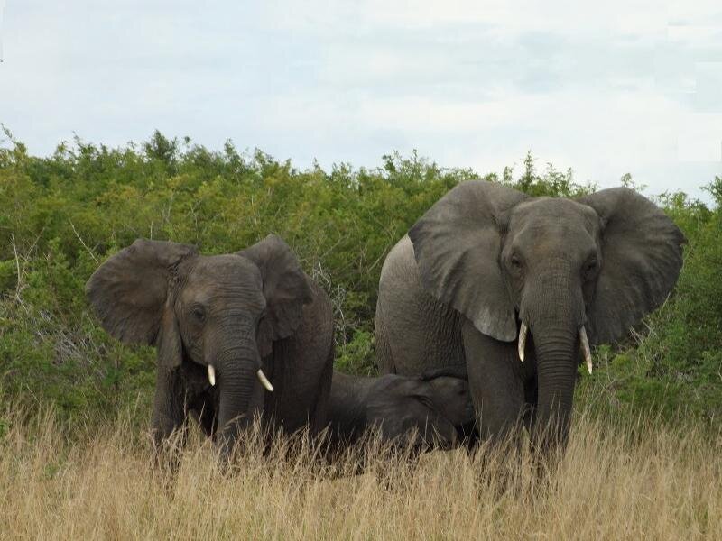 Elephant Family in Grass — Gray