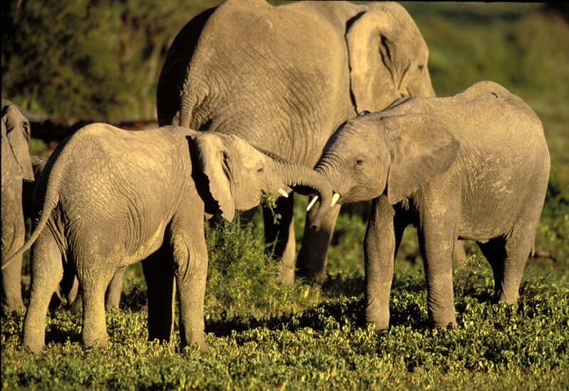elephant family in grassland