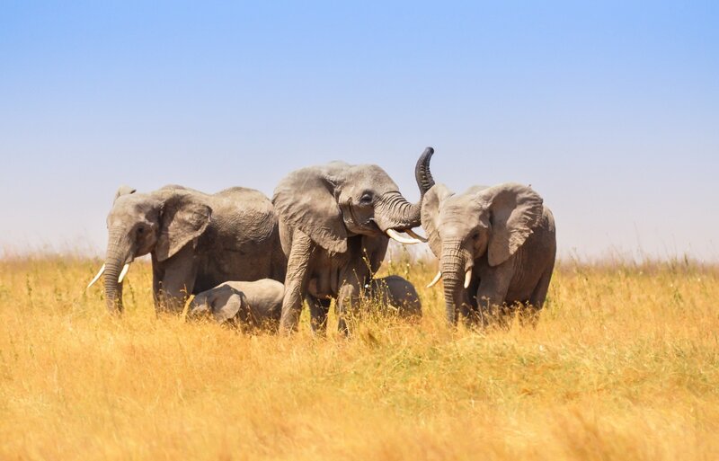 Elephant Family in Grassland — Yellow