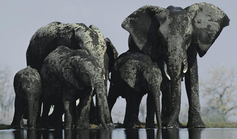 Elephant Family in Mud