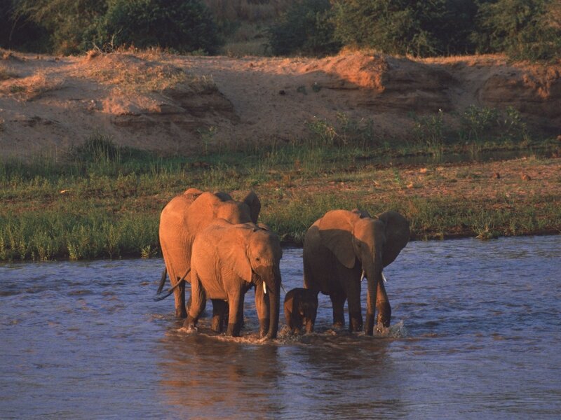 Elephant Family in River — Brown