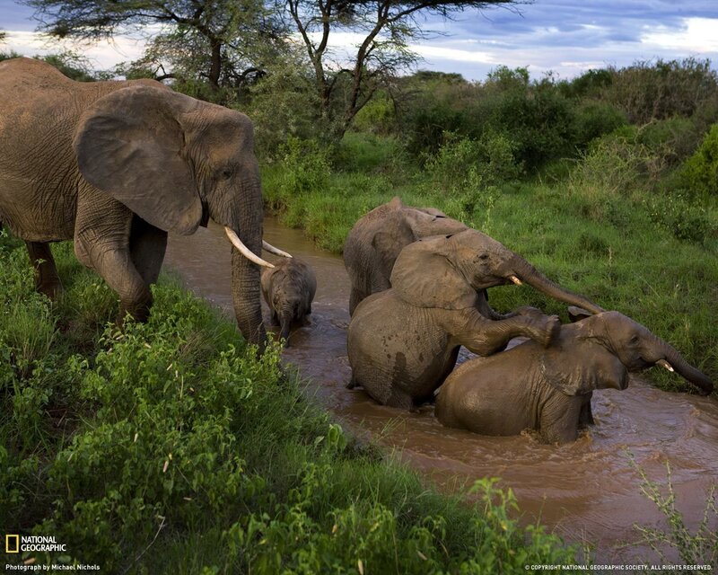Elephant Family in River — Green, Natural, Afternoon, Photograph