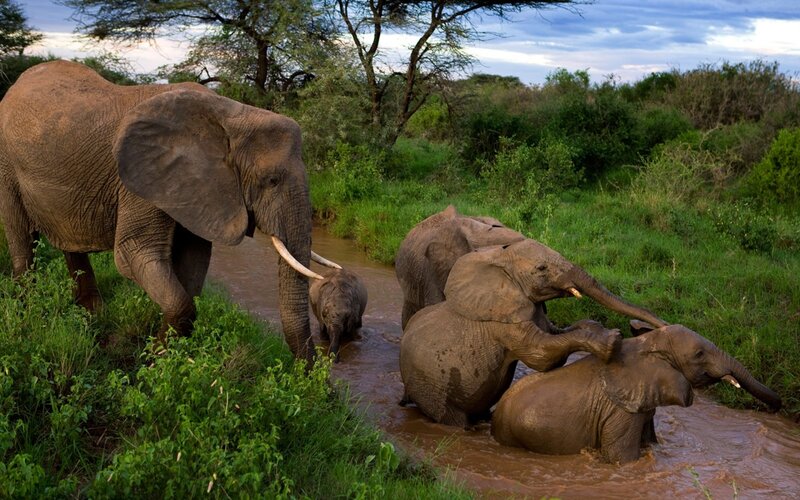Elephant Family in River — Green, Natural, Sunset, Photograph