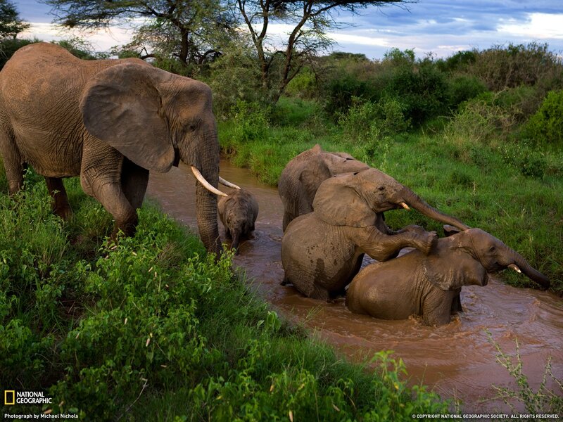 Elephant Family in River — Green, Natural, Sunset, Photograph, Trees, Grass