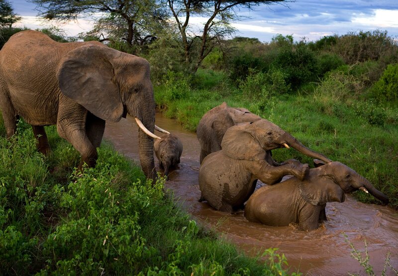 Elephant Family in River — Green, Natural, Sunset