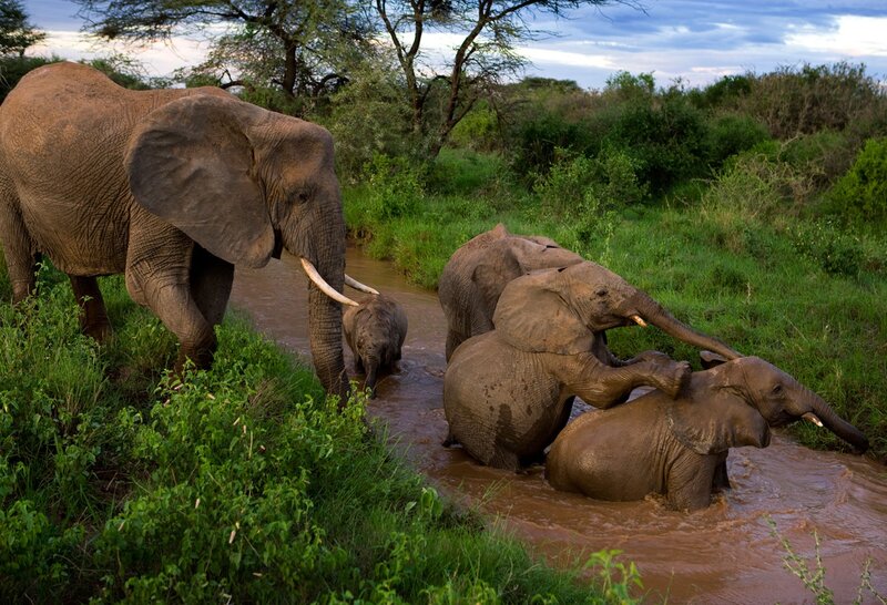 Elephant Family in River — Green, Natural