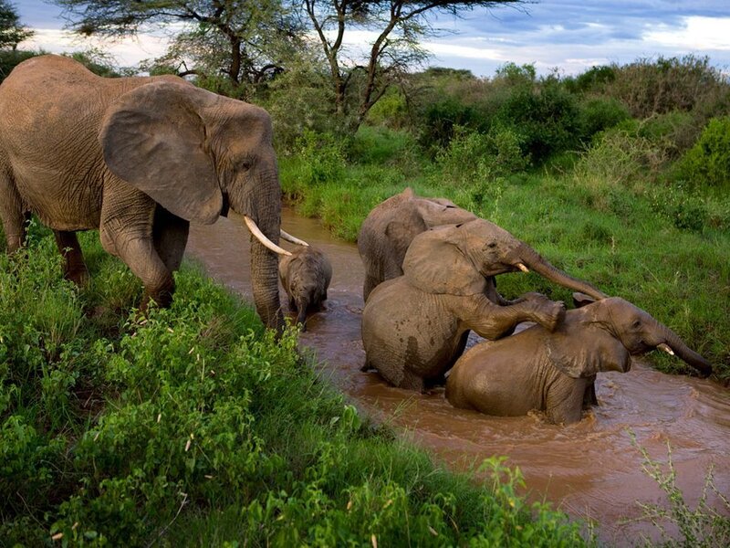 Elephant Family in River — Green