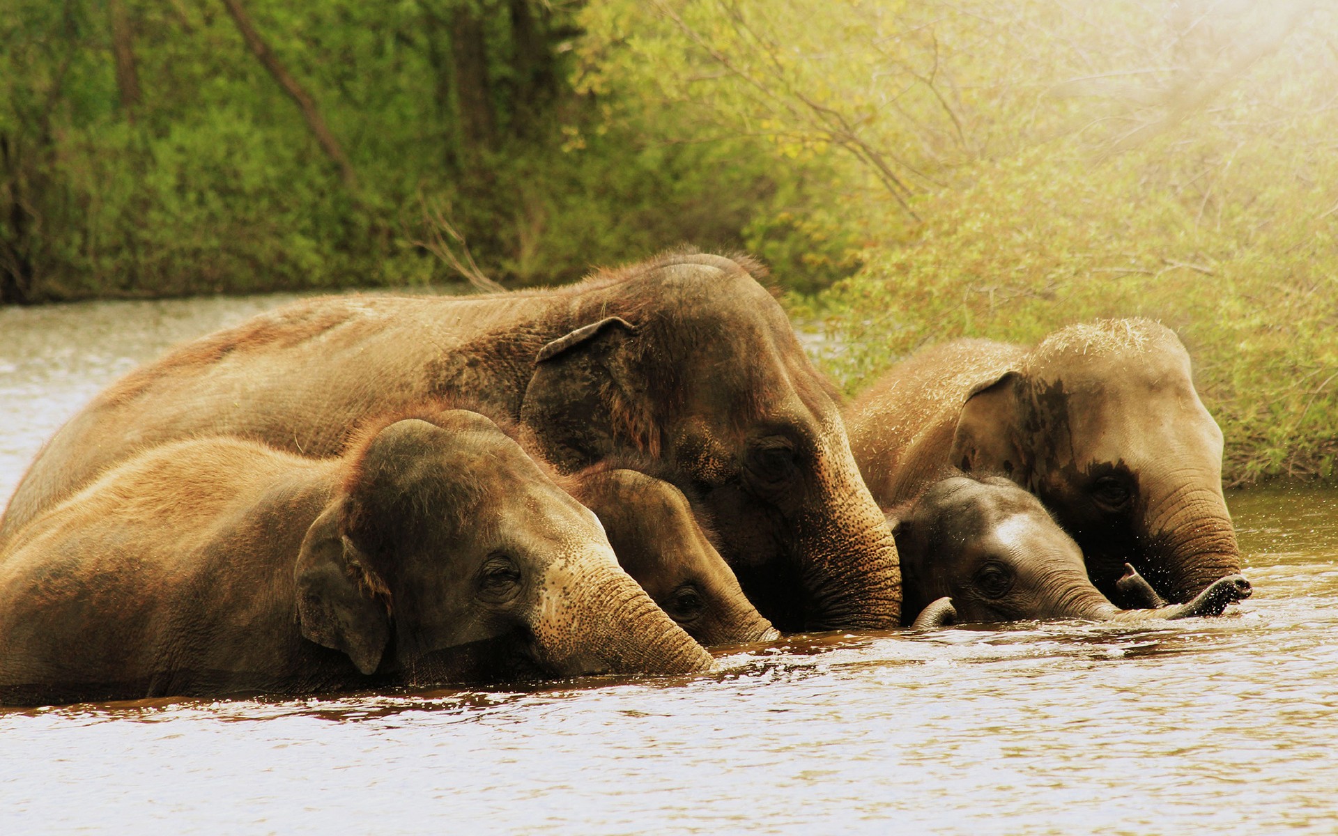 Elephant family in river