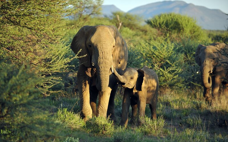 Elephant family in savanna