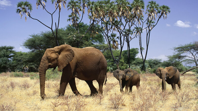 elephant family in savanna