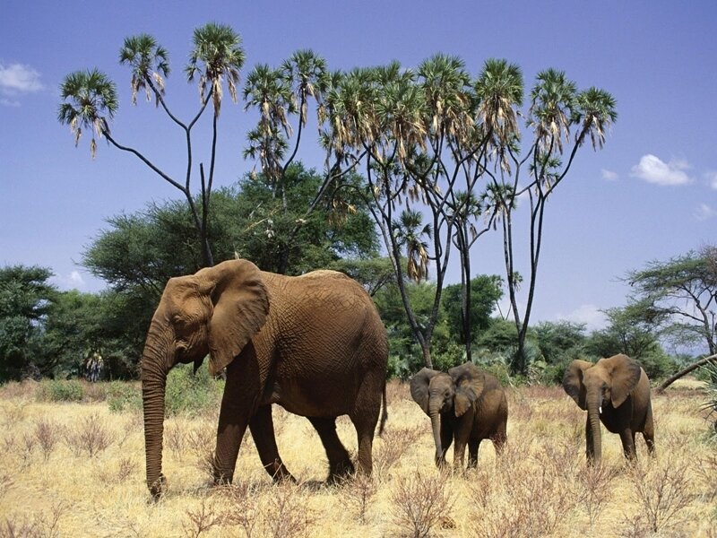 elephant family in savanna