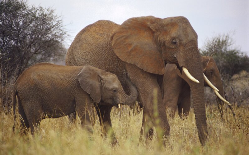 Elephant family in savanna