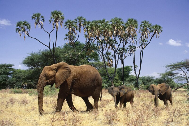 Elephant family in savanna