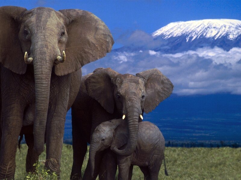 Elephant Family in Savanna — Blue