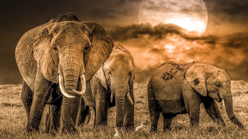 Elephant Family in Savanna — Brown, Dramatic