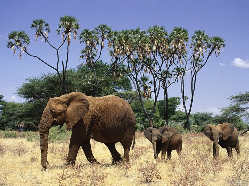 Elephant Family in Savanna — Brown, Serene, Afternoon, Photograph, Palm Trees, Dry Grass, Sky
