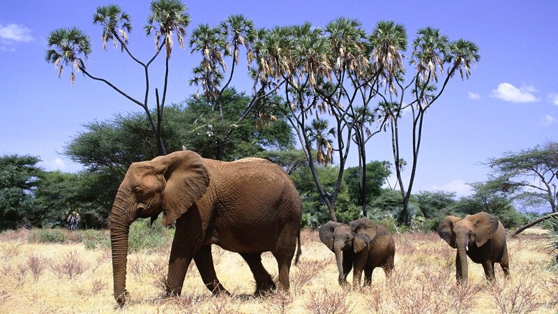 Elephant Family in Savanna — Brown, Serene, Afternoon