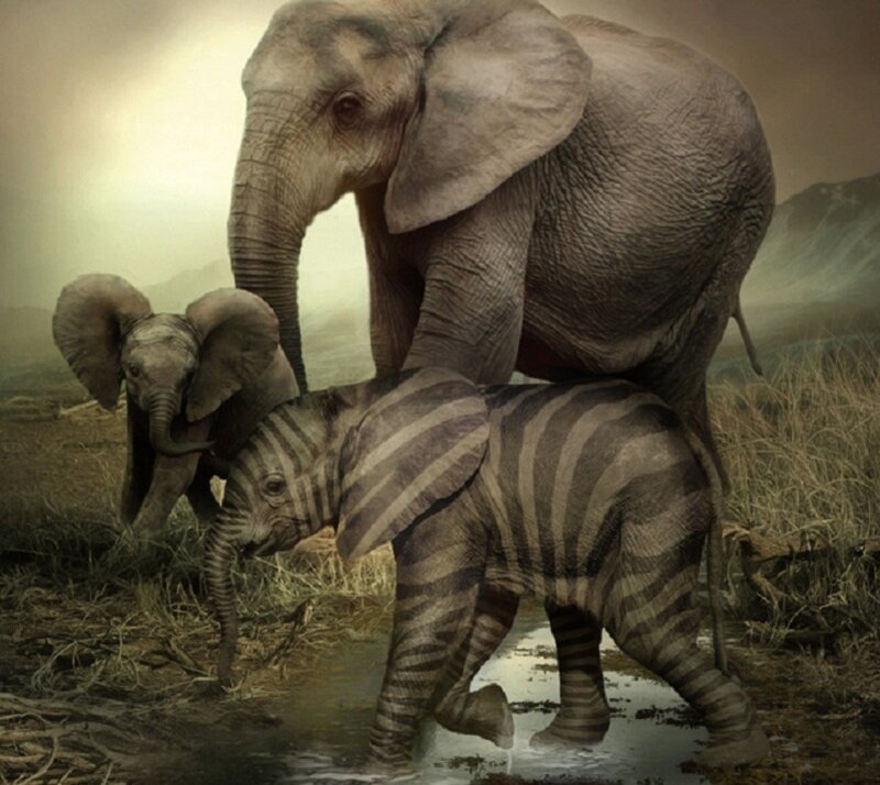 Elephant Family in Savanna — Brown